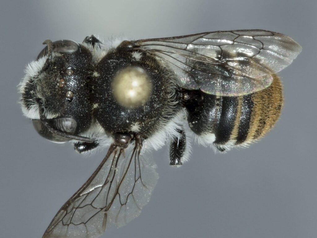 Megachile (Austrochile) "resin pot" bee (female), Perth region WA © Kit Prendergast