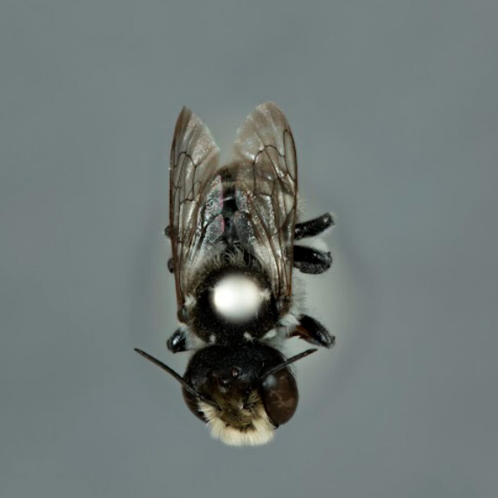 Megachile (Austrochile) "resin pot" bee (male), Perth region WA © Kit Prendergast