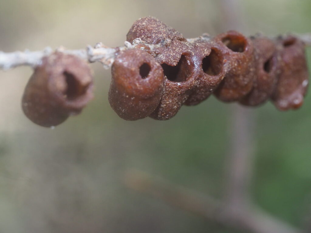 Megachile (Austrochile) "resin pot" bee nest, Perth region WA © Kit Prendergast