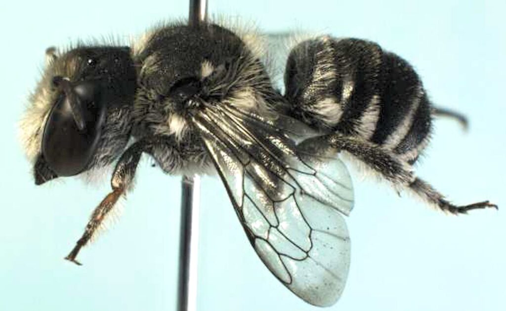 Megachile (Austrochile) sp, Wandoo National Park WA, source Jean and Fred Hort © Dr Terry Houston, Western Australian Museum