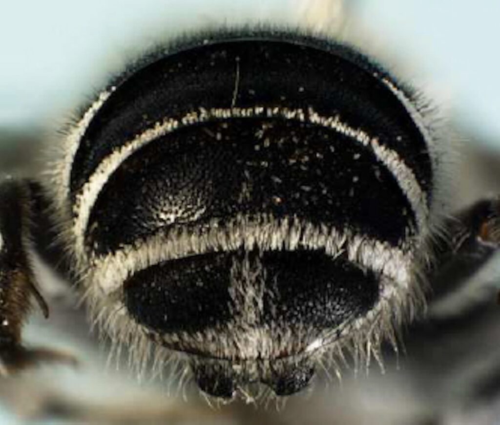 Megachile (Austrochile) sp (rear abdomen view), Wandoo National Park WA, source Jean and Fred Hort © Dr Terry Houston, Western Australian Museum