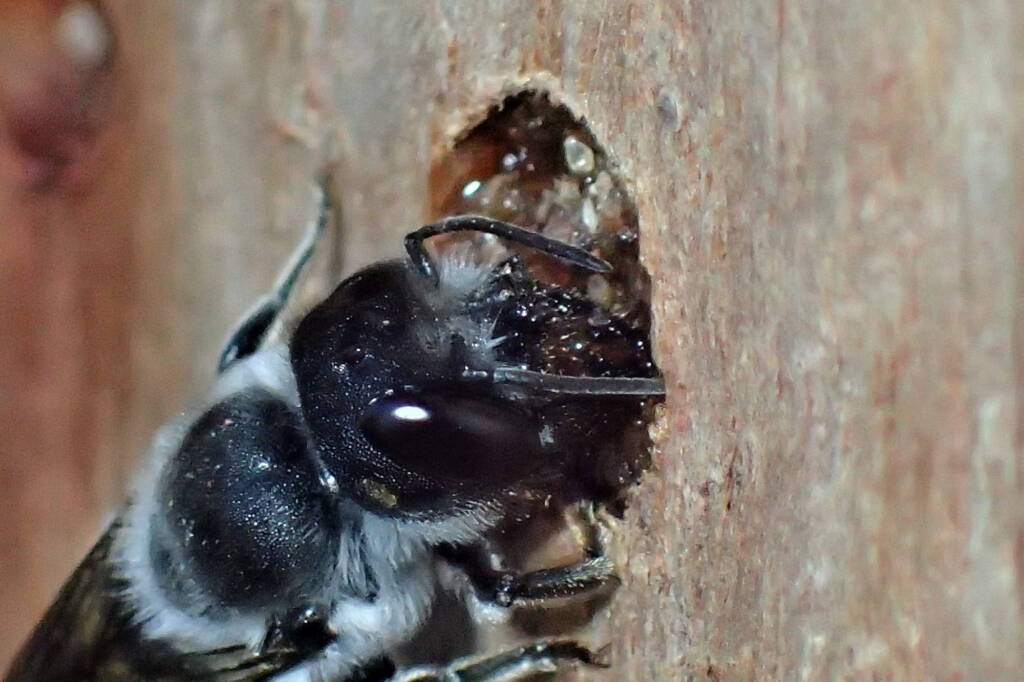 Megachile canifrons © Gary Taylor