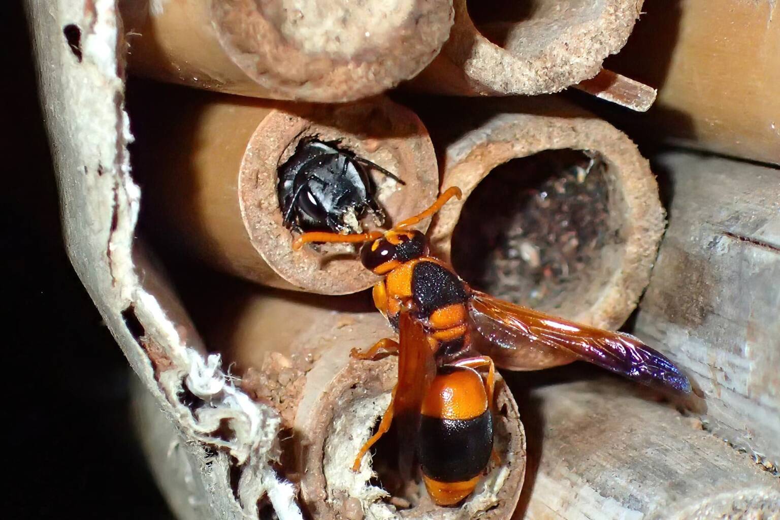 Megachile canifrons and wasp © Gary Taylor