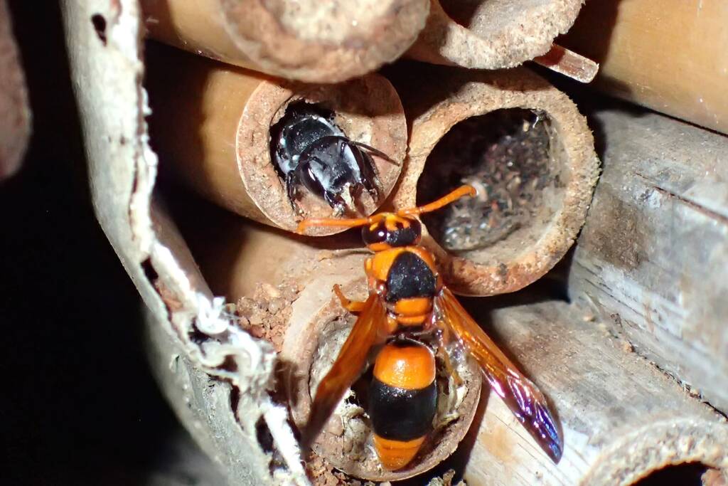 Megachile canifrons and wasp © Gary Taylor