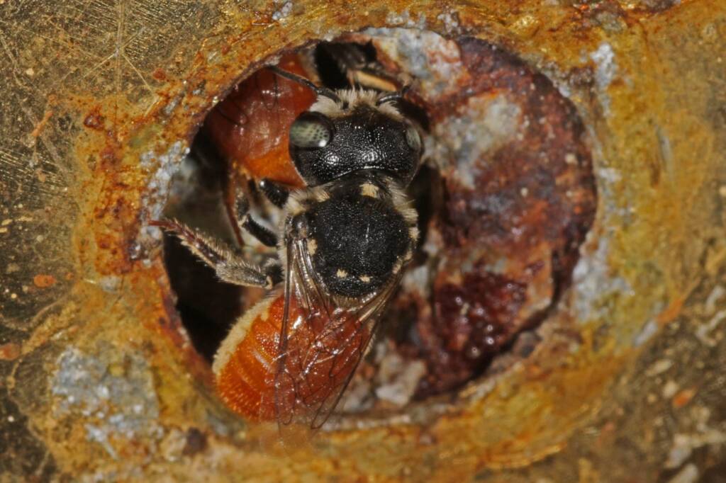 Megachile (Rhodomegachile) deanii, Goodna QLD © Marc Newman