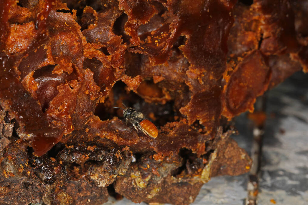 Megachile deanii harvesting waxy material from a disused stingless bee nest, Ballandean QLD