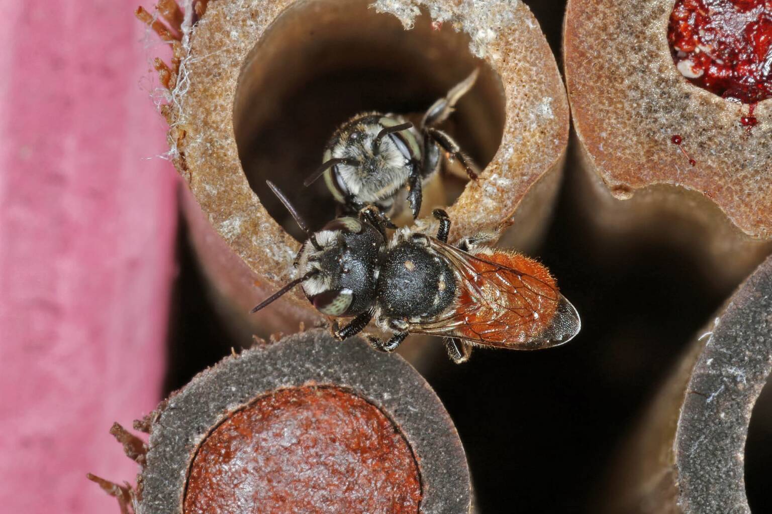 Megachile (Rhodomegachile) deanii, Ballandean QLD © Marc Newman