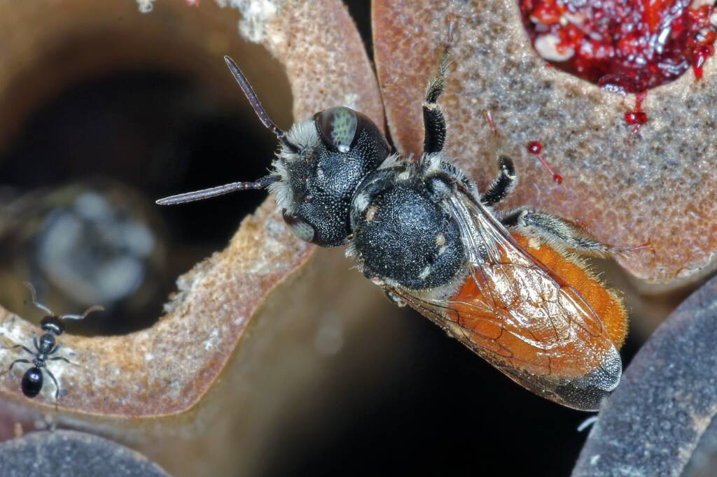 Megachile (Rhodomegachile) deanii, Ballandean QLD © Marc Newman