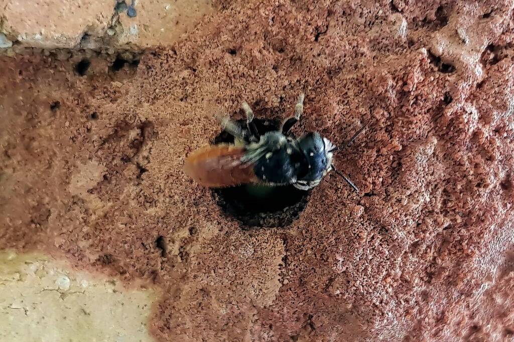 Megachile (Rhodomegachile) deanii, Alice Springs NT