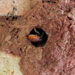 Megachile (Rhodomegachile) deanii, Alice Springs NT