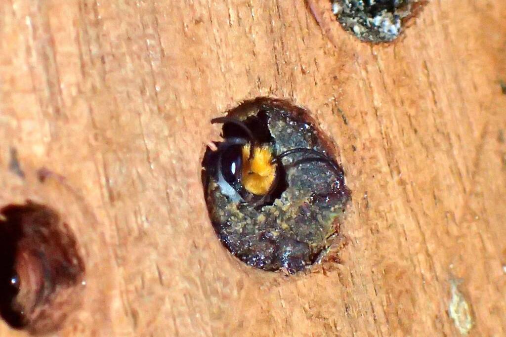 Megachile erythropyga emerging out of the nest © Gary Taylor