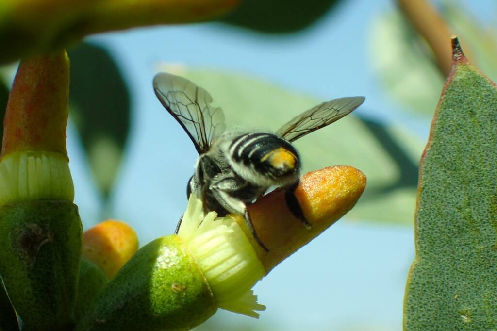 Megachile (Eutricharaea) chrysopyga, Geraldton, Midwest WA © Gary Taylor