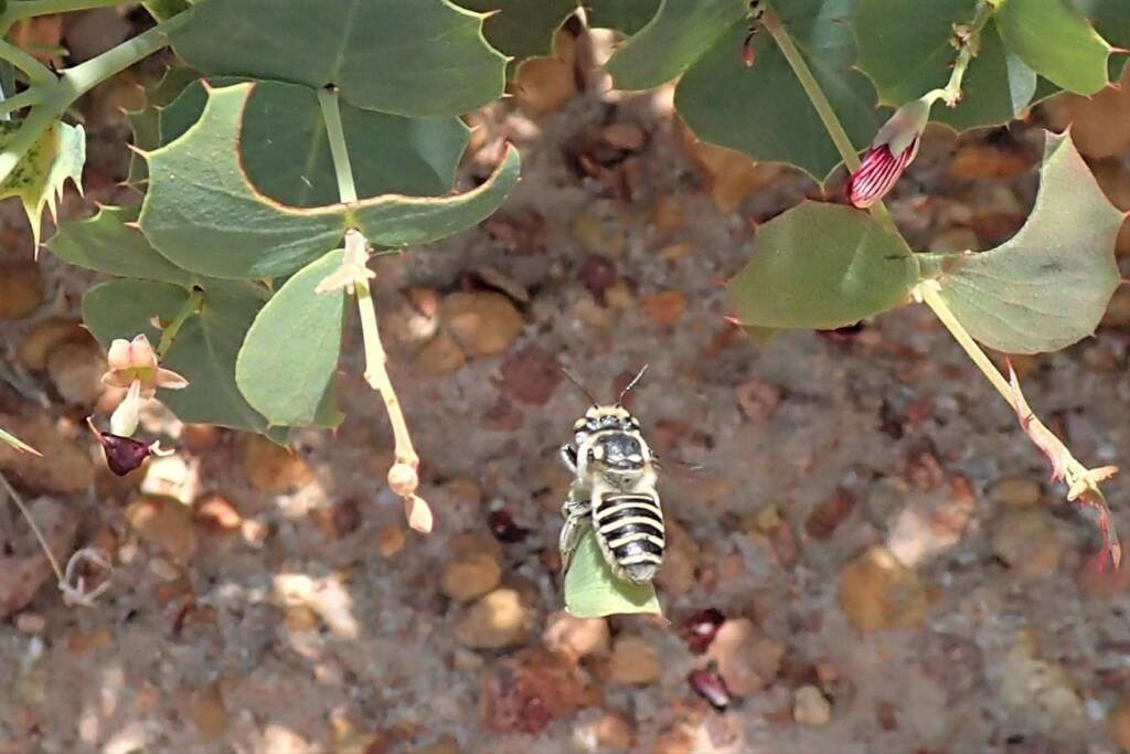 Megachile (Eutricharaea) macularis © Gary Taylor