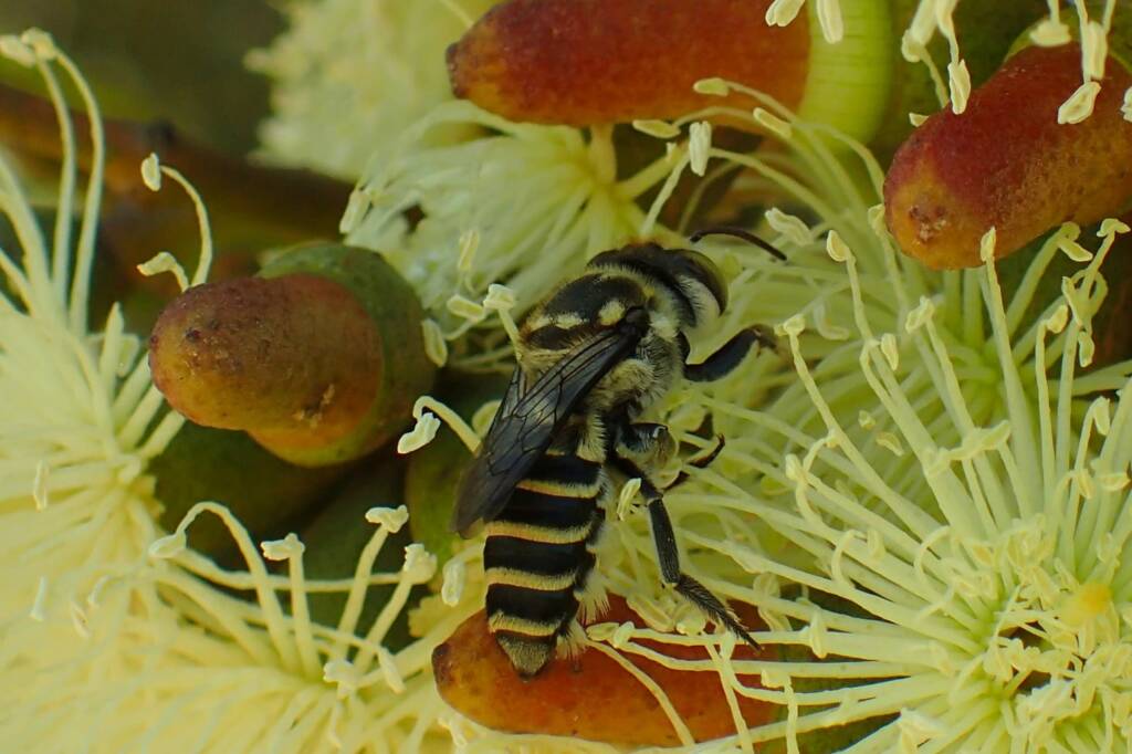Megachile (Eutricharaea) macularis, Midwest WA © Gary Taylor