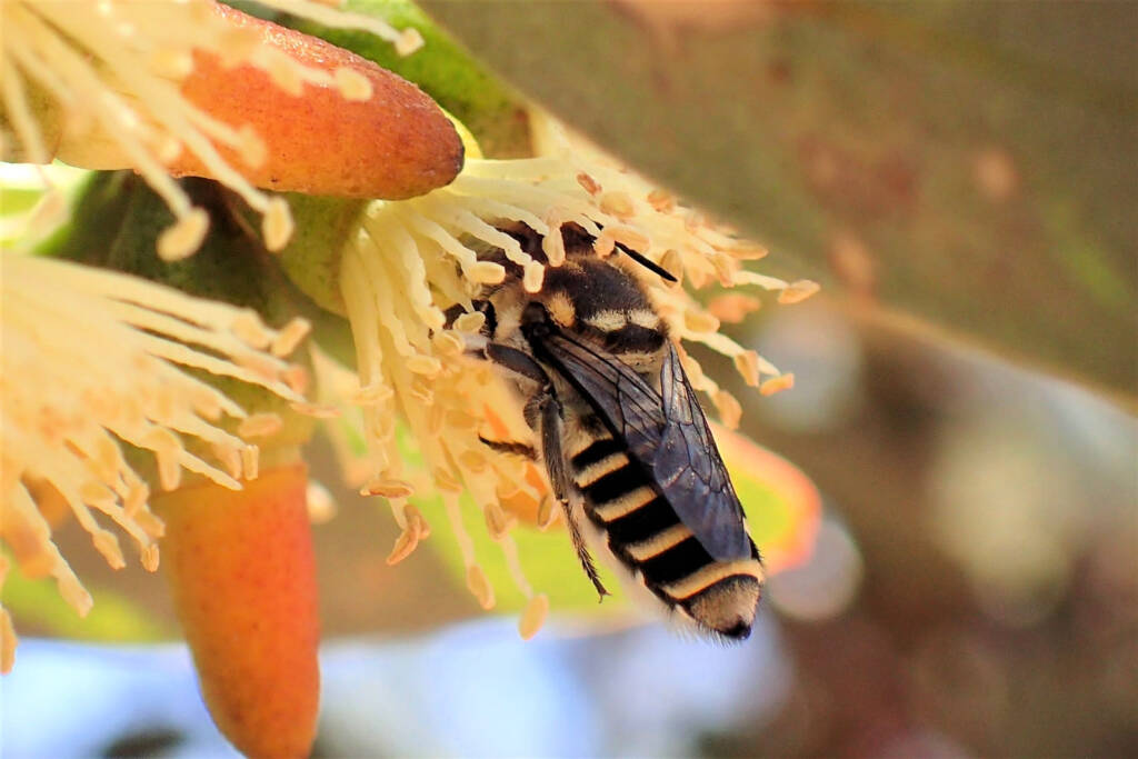Megachile (Eutricharaea) macularis © Gary Taylor