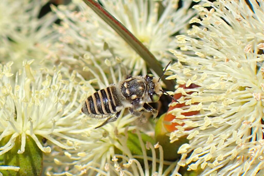 Female Megachile (Eutricharaea) sp, Midwest WA © Gary Taylor