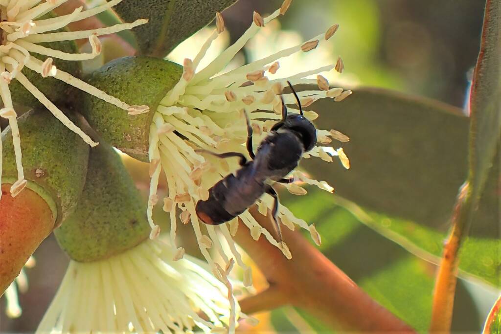 Small female Megachile (Hackeriapis) oblonga on Eucalyptus platypus © Gary Taylor