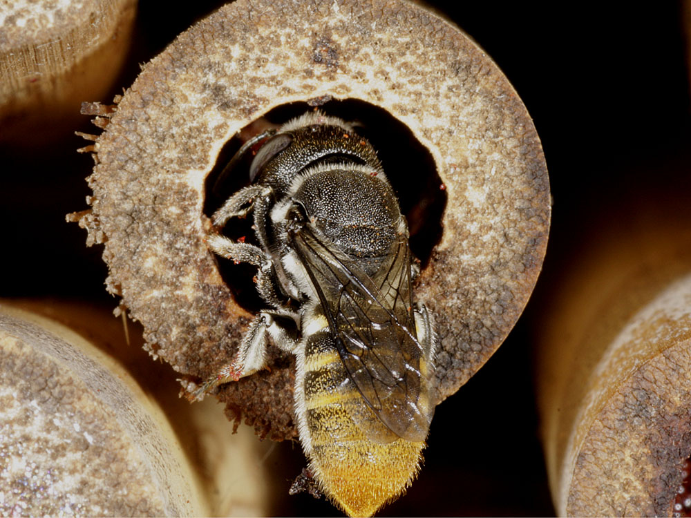 Megachile (hackeriapis) rhodura, Ballandean QLD © Marc Newman