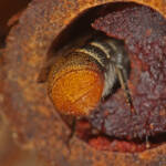 Megachile (hackeriapis) rhodura, Ballandean QLD © Marc Newman