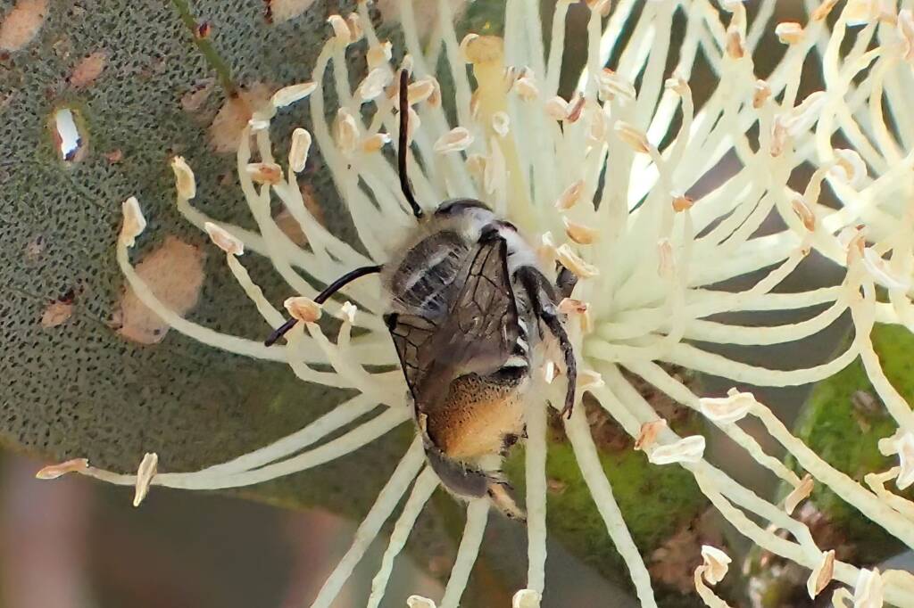 Male Megachile (Eutricharaea) macularis, Midwest WA © Gary Taylor