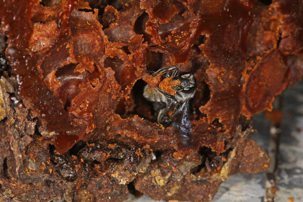 Megachile punctata harvesting waxy material from a disused stingless bee nest, Ballandean QLD © Marc Newman
