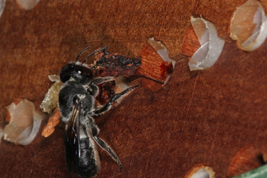 Megachile punctata (Black Resin Bee), Ballandean QLD © Marc Newman