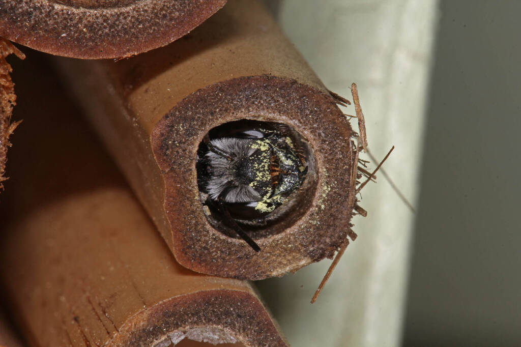 Megachile punctata (Black Resin Bee) nesting in my bamboo bee hotel, Ballandean QLD © Marc Newman