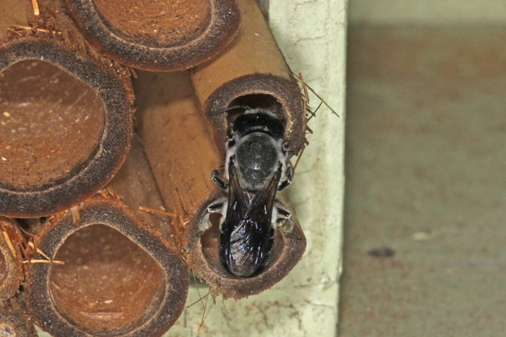 Megachile punctata (Black Resin Bee) nesting in my bamboo bee hotel, Ballandean QLD © Marc Newman