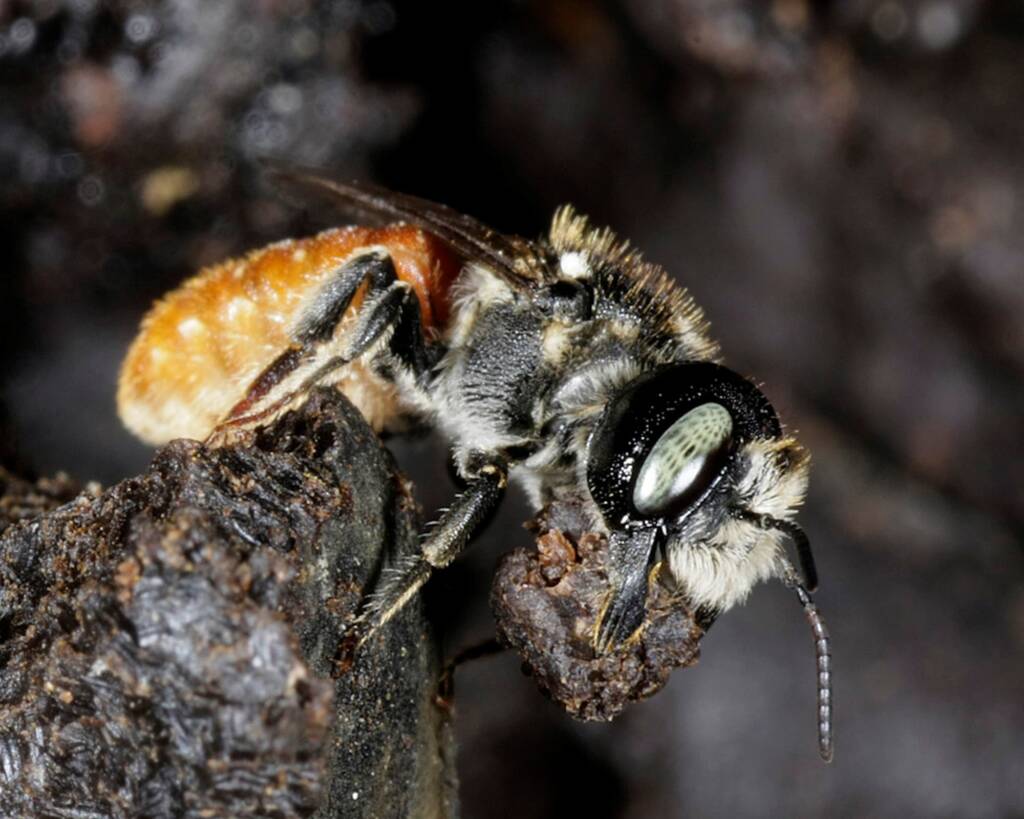 Megachile (Rhodomegachile) deanii, Southern Downs QLD © Marc Newman