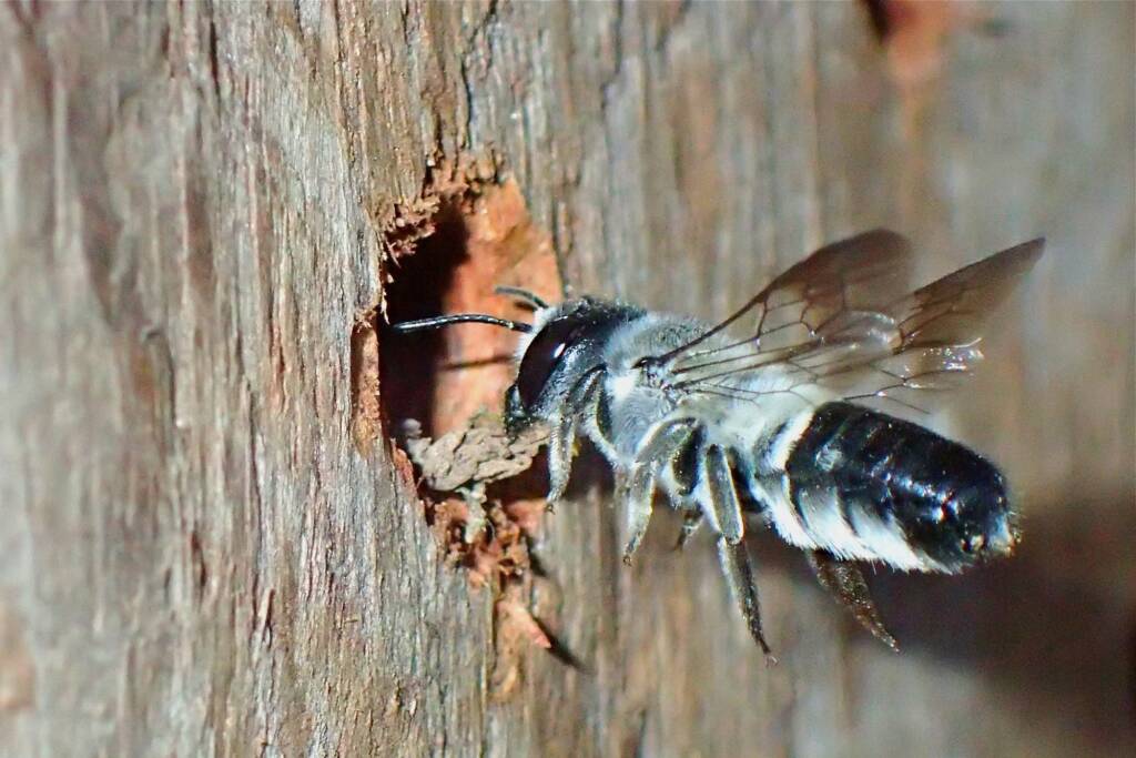 Megachile semiluctuosa, Midwest WA © Gary Taylor