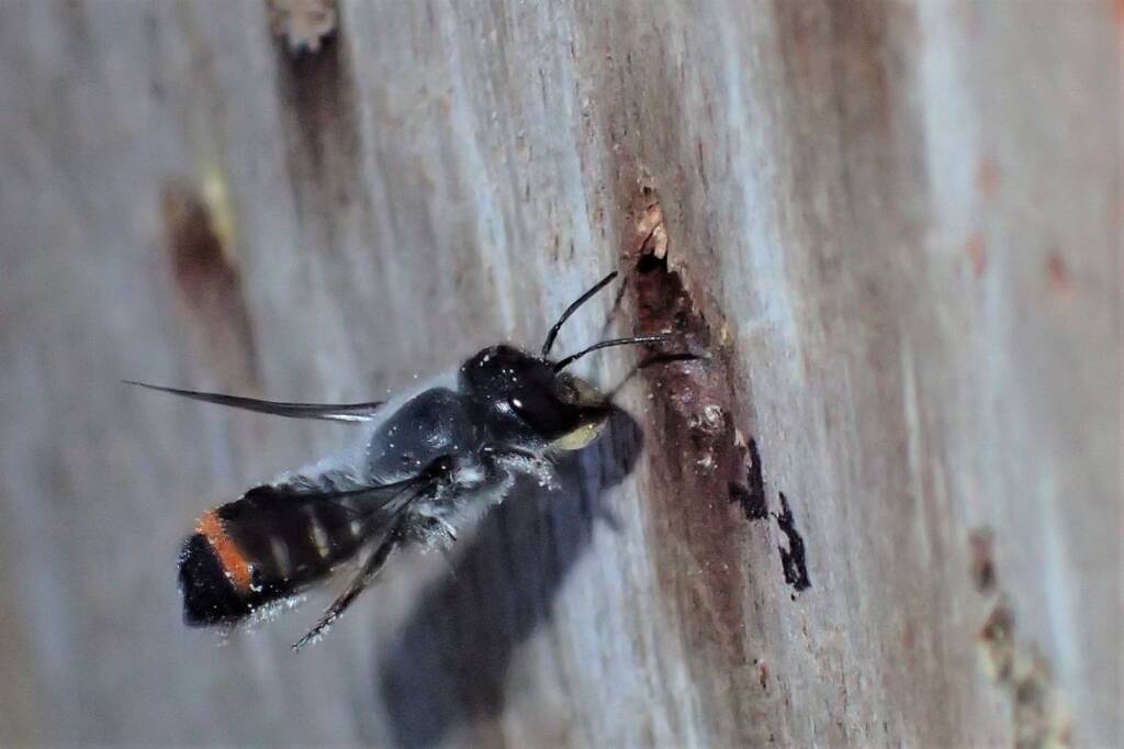 Megachile (Thaumatosoma) duboulaii, Geraldton, Midwest WA © Gary Taylor