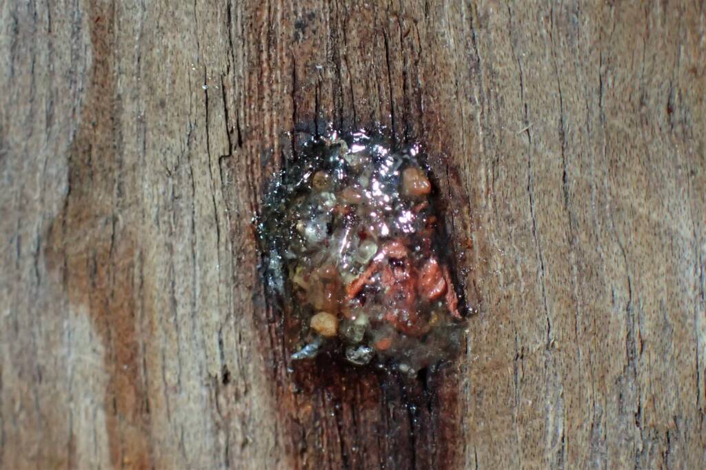 Megachile (Thaumatosoma) duboulaii, Geraldton, Midwest WA © Gary Taylor