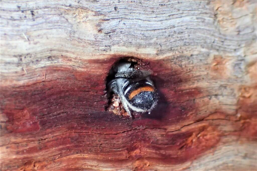 Megachile (Thaumatosoma) duboulaii, Geraldton WA © Gary Taylor