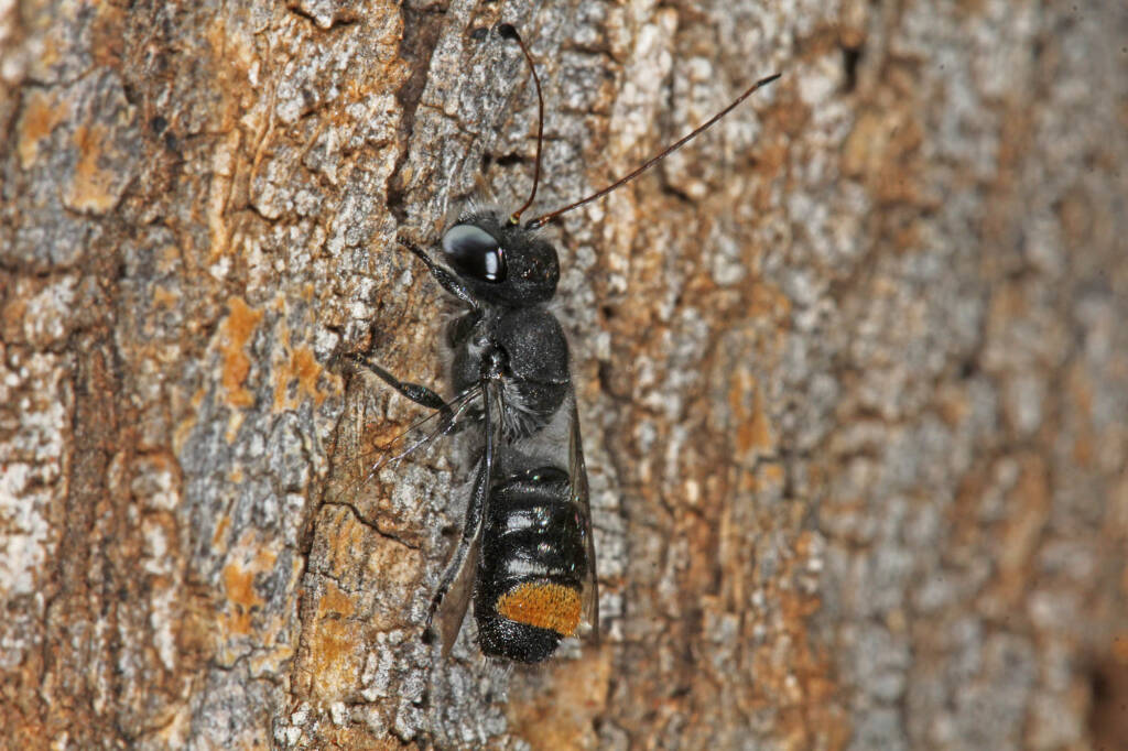 Megachile (Thaumatosoma) remeata, Murchison WA © Marc Newman