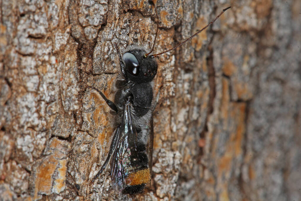 Megachile (Thaumatosoma) remeata, Murchison WA © Marc Newman