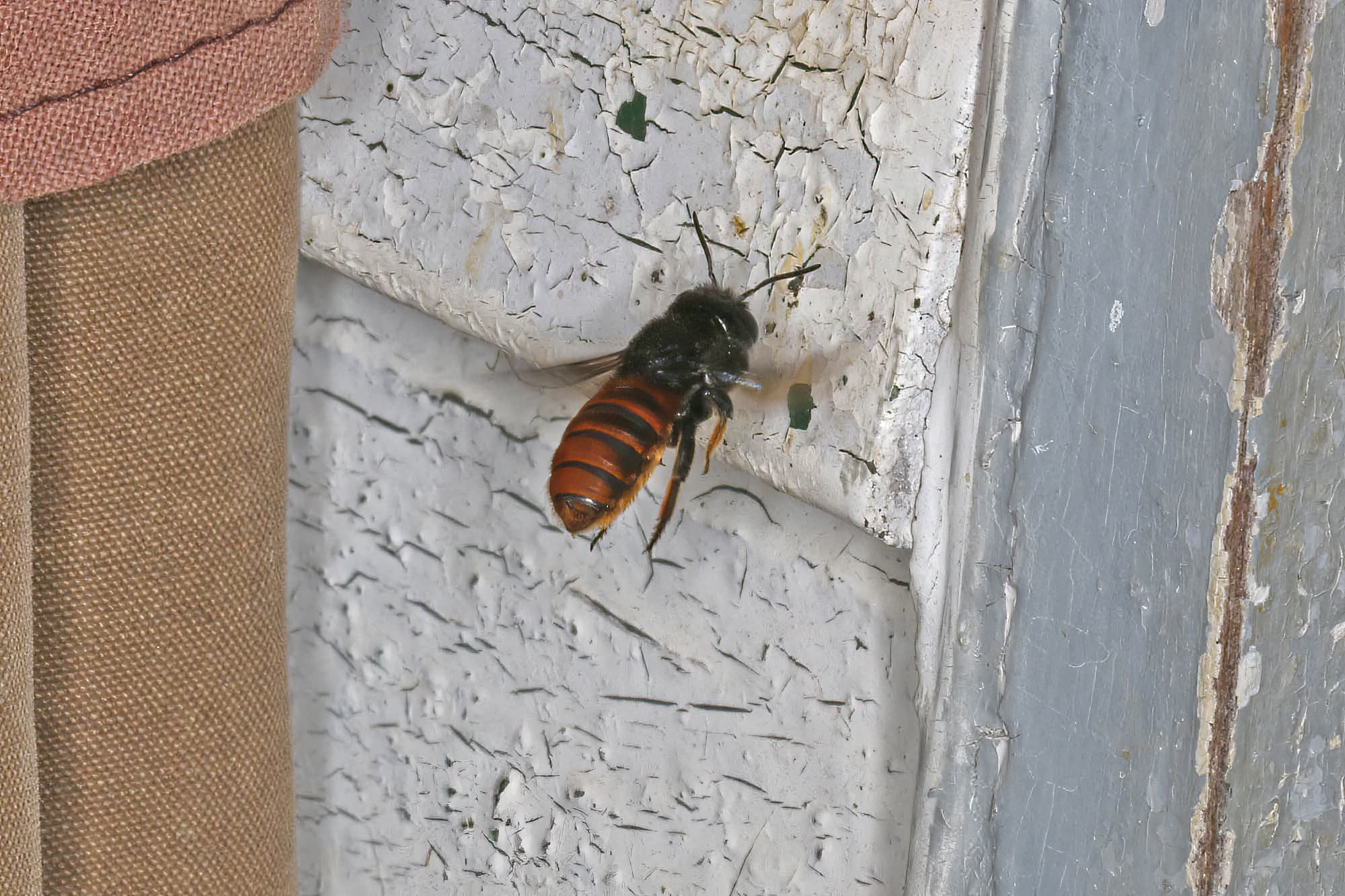 Megachile ustulata © Marc Newman