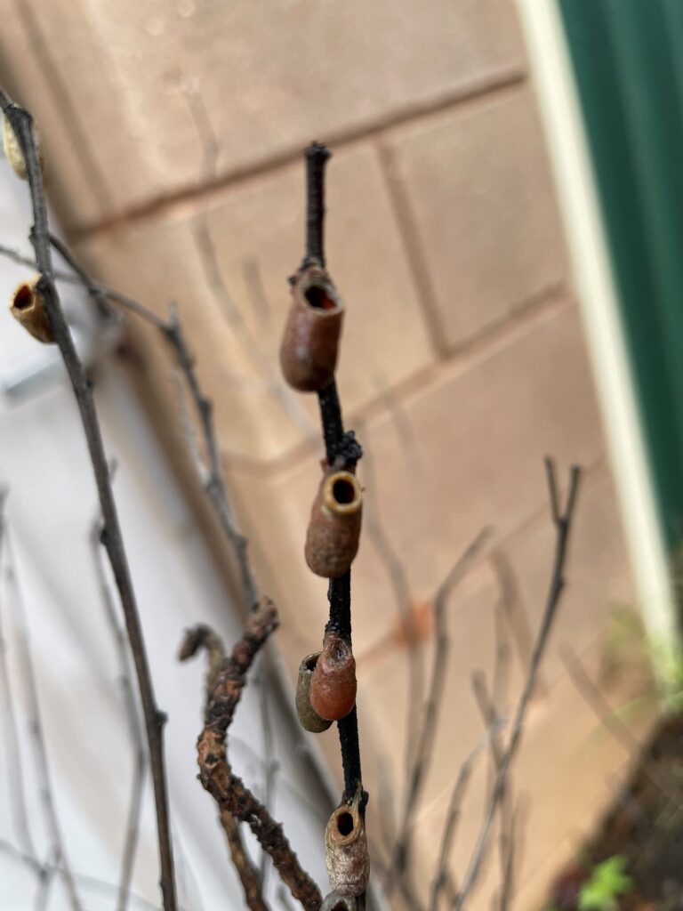 Cocoon of the Resin Pot Bee, Alice Springs NT © Barbara Gilfedder