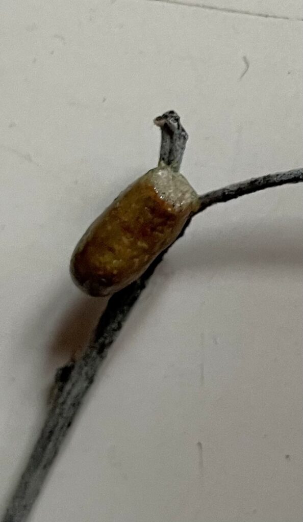 Cocoon of the Resin Pot Bee, Alice Springs NT © Barbara Gilfedder