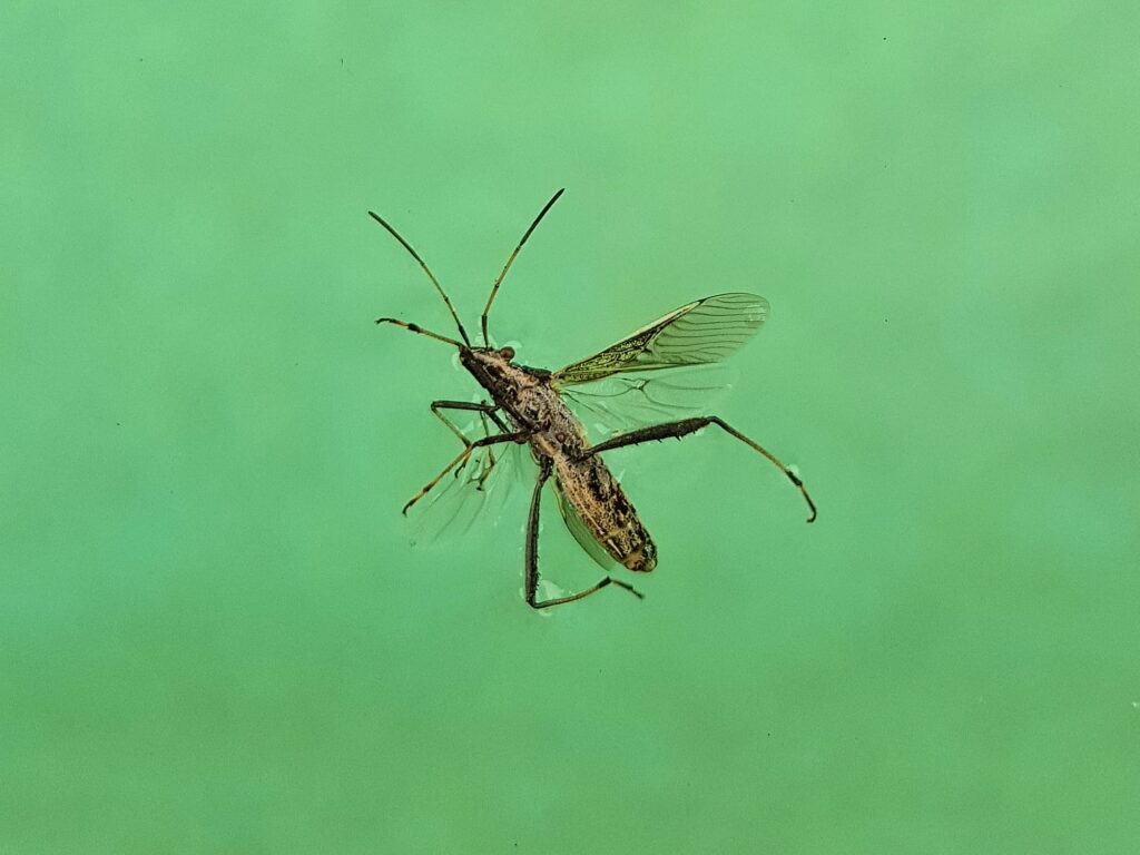 Melanacanthus margineguttatus (Bean Bug), Alice Springs NT