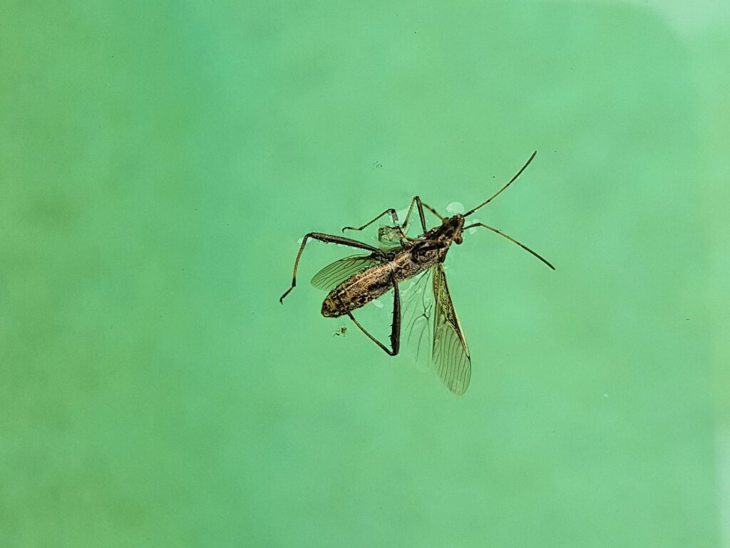 Melanacanthus margineguttatus (Bean Bug), Alice Springs NT