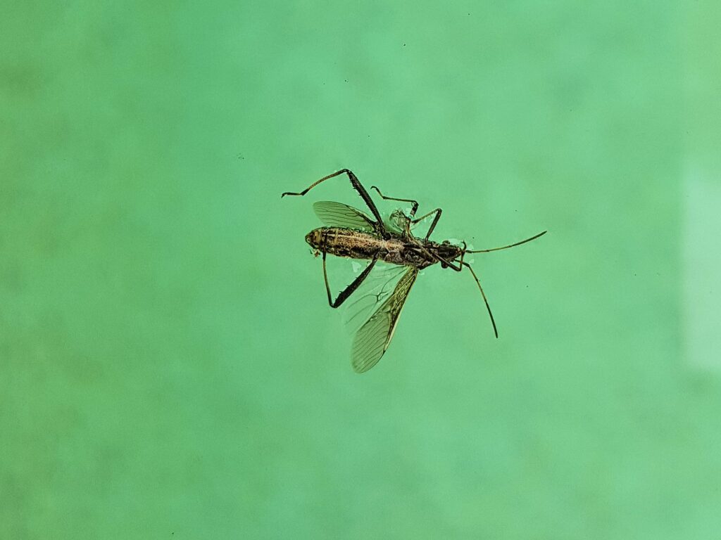 Melanacanthus margineguttatus (Bean Bug), Alice Springs NT