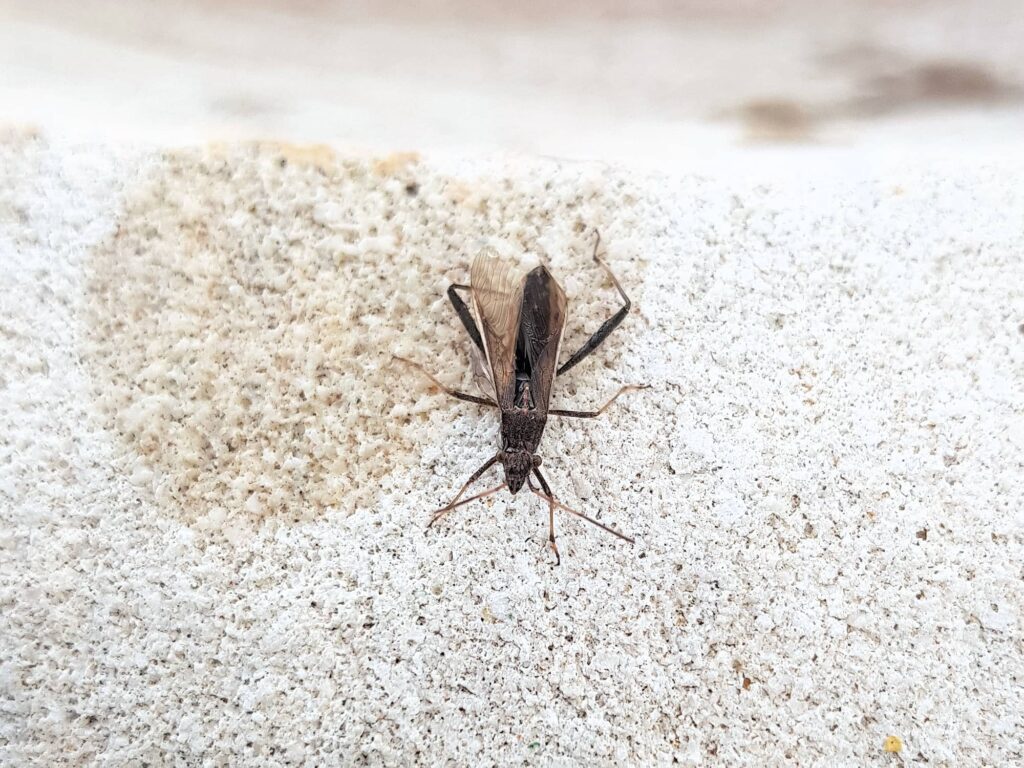 Melanacanthus margineguttatus (Bean Bug), Alice Springs NT