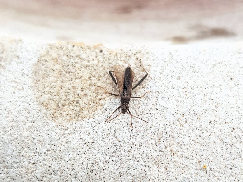 Melanacanthus margineguttatus (Bean Bug), Alice Springs NT