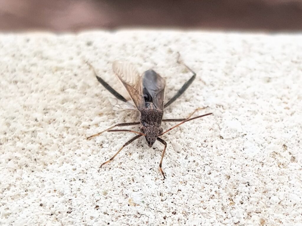 Melanacanthus margineguttatus (Bean Bug), Alice Springs NT