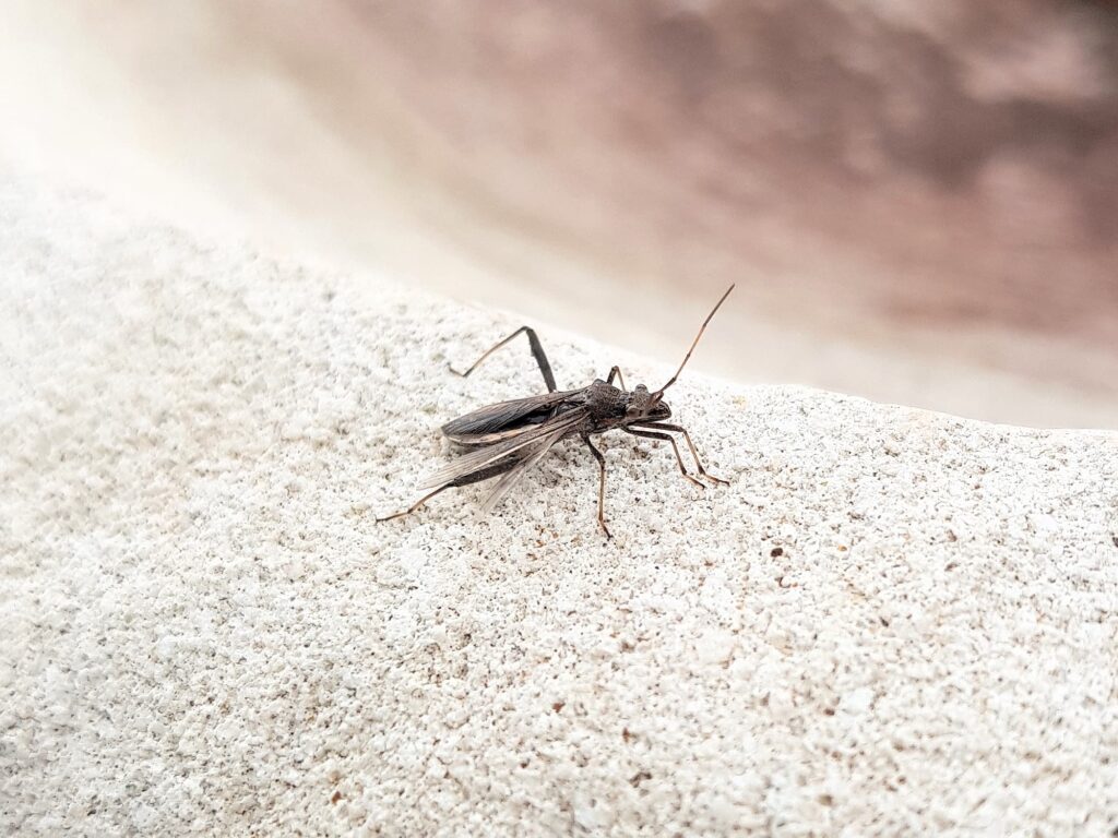 Melanacanthus margineguttatus (Bean Bug), Alice Springs NT