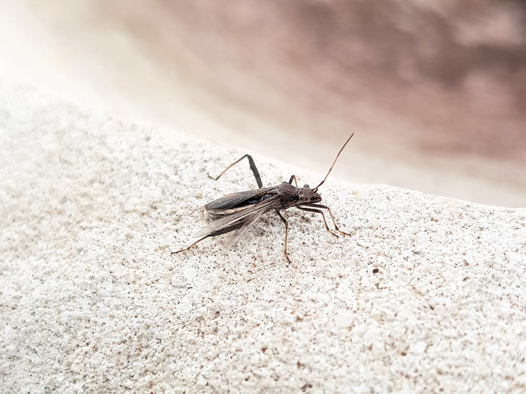Melanacanthus margineguttatus (Bean Bug), Alice Springs NT