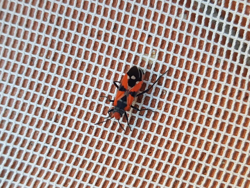 Melanerythrus mactans (Seed Bug), Alice Springs NT