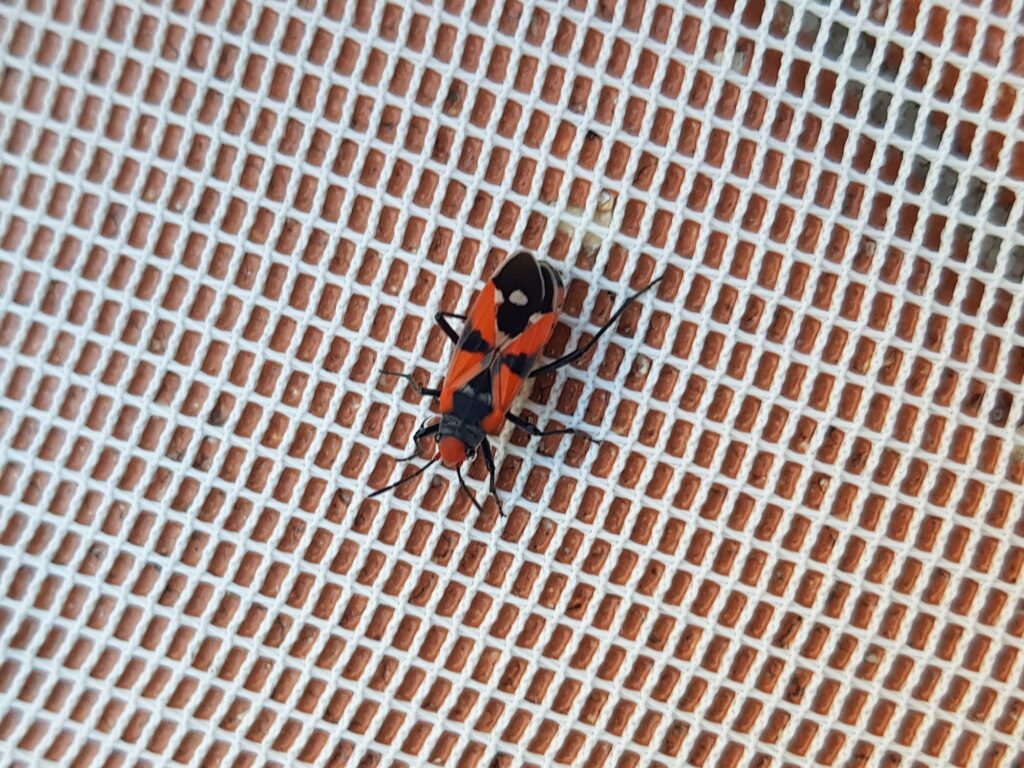 Melanerythrus mactans (Seed Bug), Alice Springs NT
