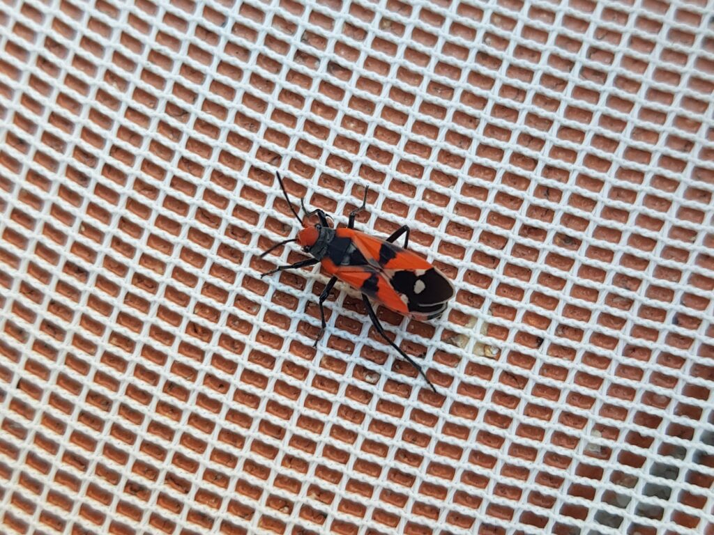 Melanerythrus mactans (Seed Bug), Alice Springs NT