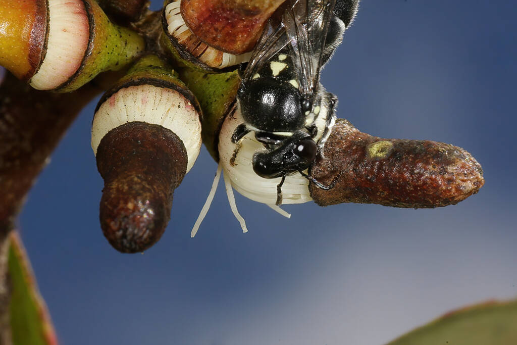 Meroglossa impressifrons penetrata female on Eucalyptus infera removing the operculum from a partially dehised bud © Marc Newman